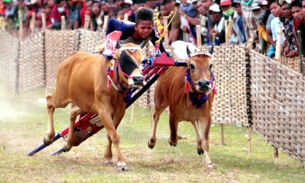 Pacuan Sapi Yang Berasal Dari Pulau Madura