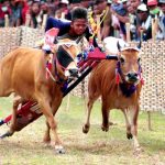 Pacuan Sapi Yang Berasal Dari Pulau Madura