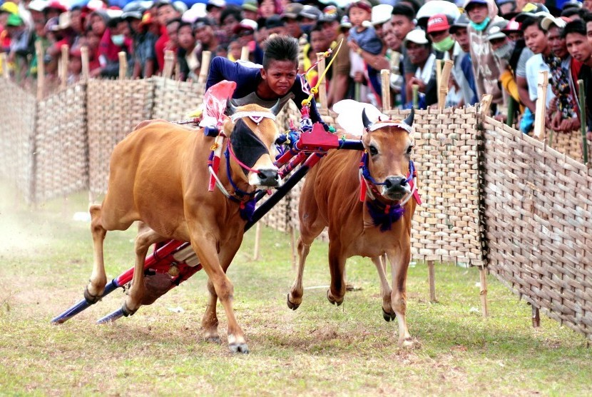 Pacuan Sapi Yang Berasal Dari Pulau Madura