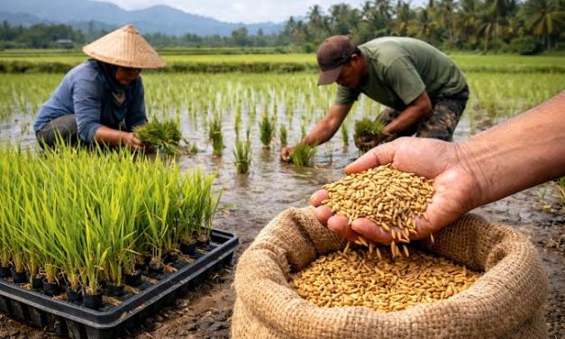 Tanaman Pangan Padi Sumber Utama Makanan Manusia
